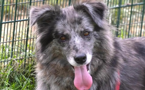 La battaglia per Zara, la cagnolina prima sequestrata e poi riconsegnata al proprietario nonostante le proteste