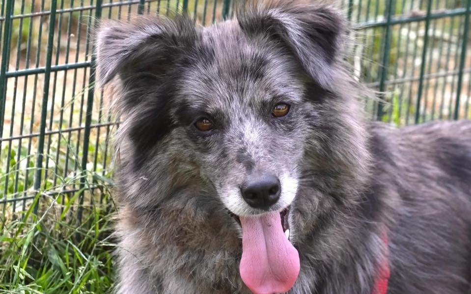 La battaglia per Zara, la cagnolina prima sequestrata e poi riconsegnata al proprietario nonostante le proteste