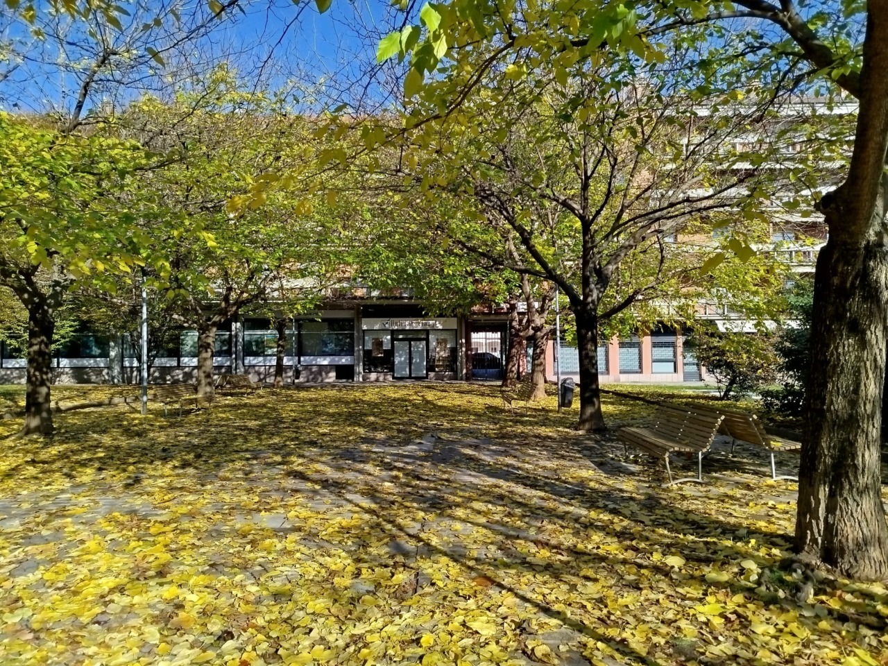 Maxi piano di manutenzione degli alberi: 345 mila euro e 600 interventi per rendere Bergamo più sicura