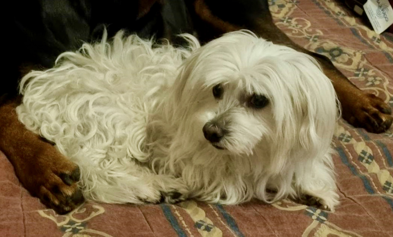 Dopo sei mesi di silenzio è tornato a casa Joy, il cagnolino scomparso a Nembro