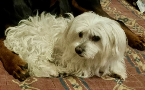 Dopo sei mesi di silenzio è tornato a casa Joy, il cagnolino scomparso a Nembro