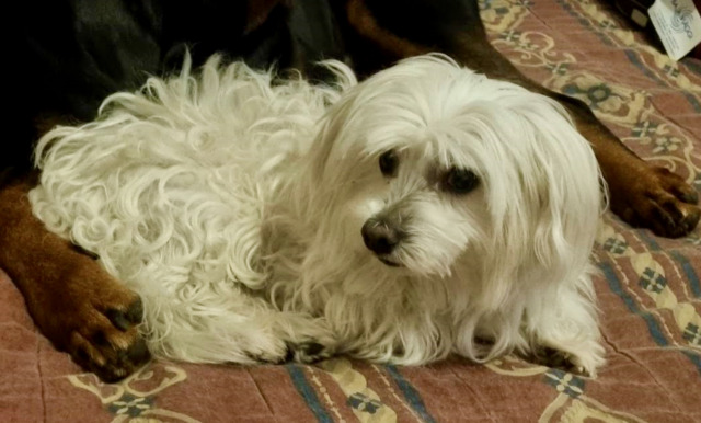 Dopo sei mesi di silenzio è tornato a casa Joy, il cagnolino scomparso a Nembro