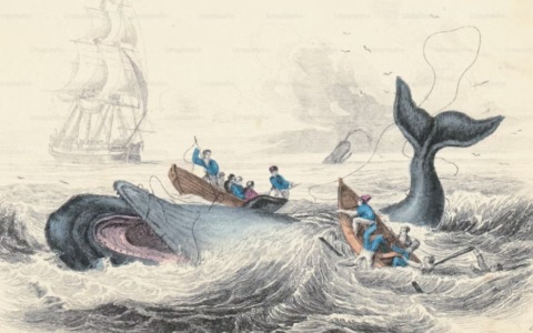 La balena più famosa di tutte sbarca a Seriate: il narratore Roberto Mercadini racconta “Moby Dick”