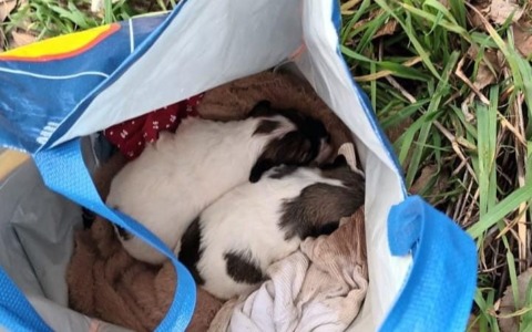 Cuccioli abbandonati al freddo in una sacca di tela a Cividate: salvati da un passante