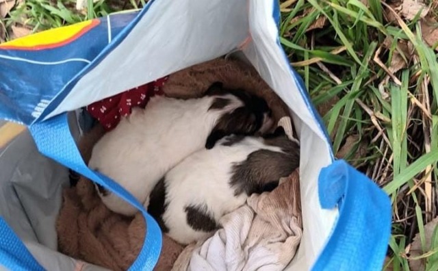 Cuccioli abbandonati al freddo in una sacca di tela a Cividate: salvati da un passante