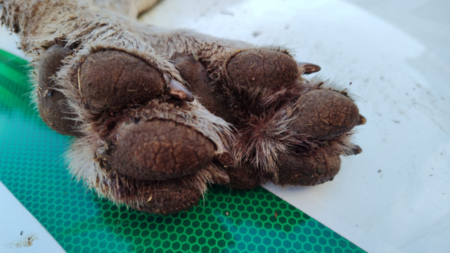 Lupo morto da poche ore trovato a Rovetta, in località Conca Verde