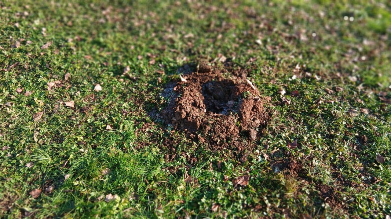 Sradicato l’alberello piantato al parco Goisis dall’Athletic Bilbao. Messina: «Doppia sconfitta per Bergamo»