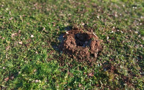 Sradicato l’alberello piantato al parco Goisis dall’Athletic Bilbao. Messina: «Doppia sconfitta per Bergamo»