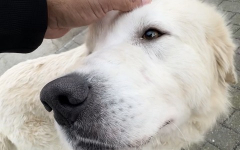 Abbandonato tra i campi di Antegnate, Ares oggi ha una nuova famiglia