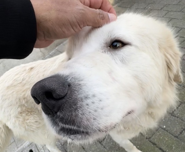 Abbandonato tra i campi di Antegnate, Ares oggi ha una nuova famiglia