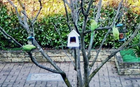 Una coloratissima sorpresa: è spuntata una colonia di parrocchetti nei giardini di Osio Sotto