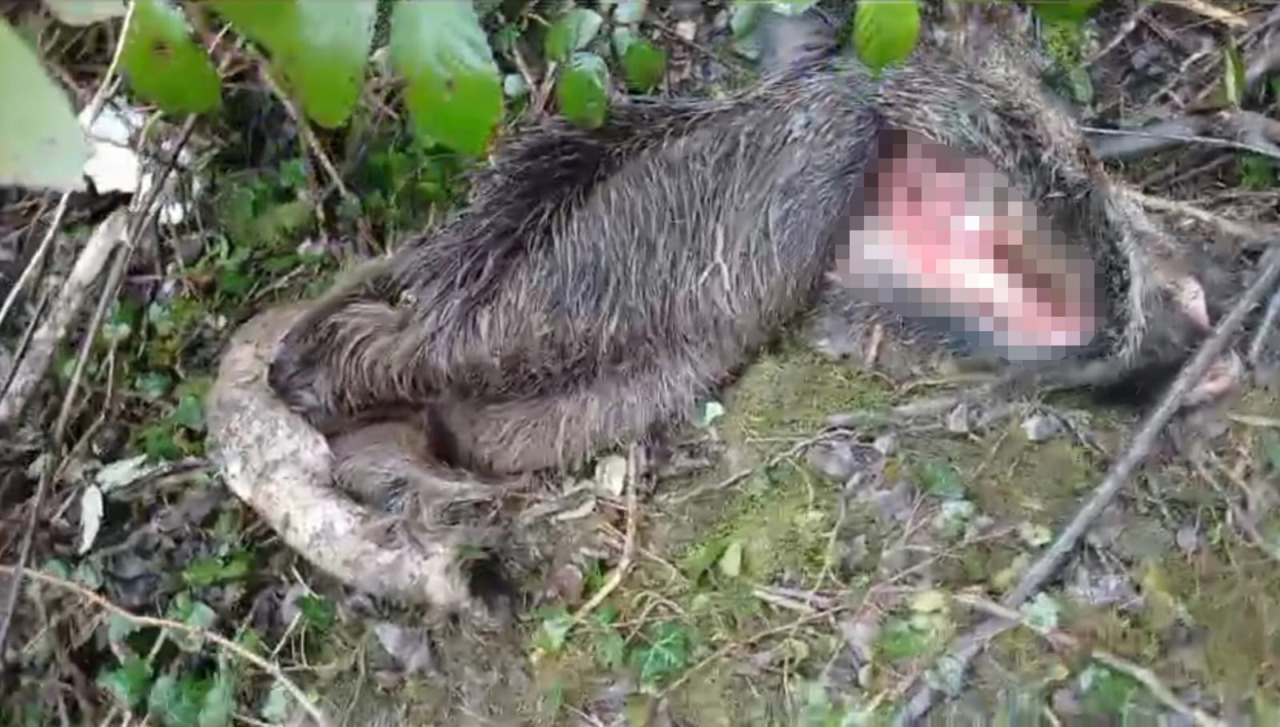 Carcassa di cinghiale abbandonata tra i rovi ad Adrara San Martino, Lav: «Rischio per la peste suina africana»