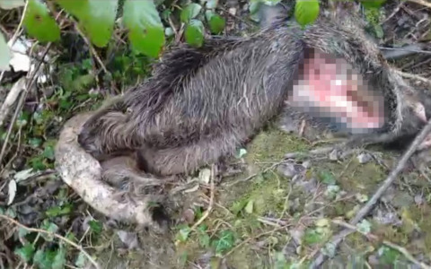 Carcassa di cinghiale abbandonata tra i rovi ad Adrara San Martino, Lav: «Rischio per la peste suina africana»