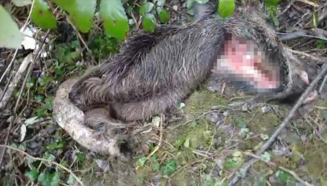 Carcassa di cinghiale abbandonata tra i rovi ad Adrara San Martino, Lav: «Rischio per la peste suina africana»