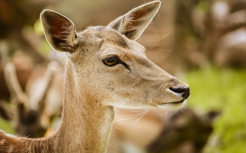 Carobbio, cerva resta intrappolata nel cantiere del centro sportivo: liberata in un bosco