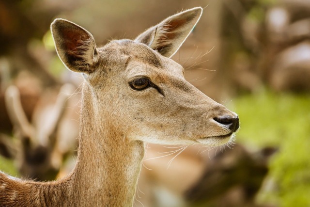 Carobbio, cerva resta intrappolata nel cantiere del centro sportivo: liberata in un bosco