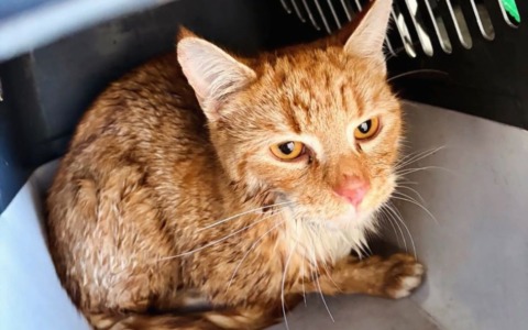 Miagolava disperato su un sasso a pelo d’acqua: gattino salvato dai vigili a Martinengo