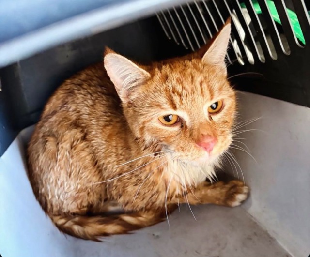 Miagolava disperato su un sasso a pelo d’acqua: gattino salvato dai vigili a Martinengo
