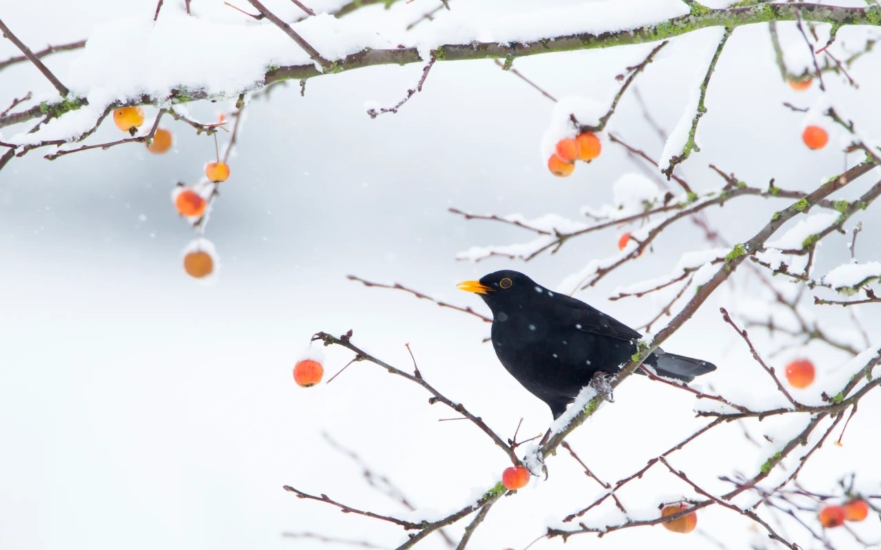 La fiaba che racconta come mai li chiamiamo “giorni della merla”