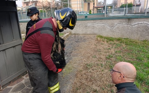 Fiamme in appartamento a Ghisalba: salvati in extremis due cagnolini