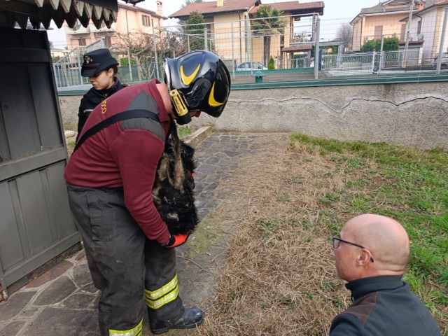 Fiamme in appartamento a Ghisalba: salvati in extremis due cagnolini