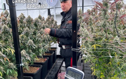 Aveva in casa a Castelli Calepio una vera e proprio coltivazione di marijuana (e droghe varie): arrestato