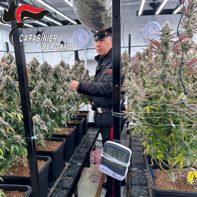 Aveva in casa a Castelli Calepio una vera e proprio coltivazione di marijuana (e droghe varie): arrestato