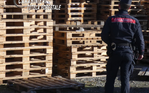 Controlli, sanzioni e sequestri: i carabinieri forestali della Bergamasca intervengono nella filiera del legno