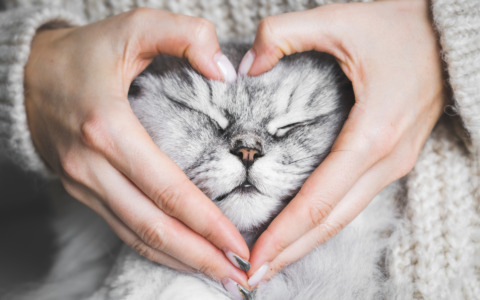 Fino al 26 febbraio, sul Prima Bergamo in edicola, le oltre cento foto dei vostri gatti!