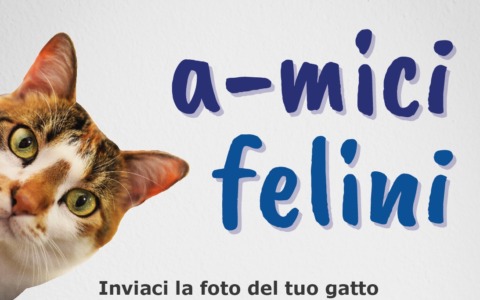 Giornata nazionale del gatto 2026, mandateci le vostre foto e le pubblicheremo sul nostro giornale!