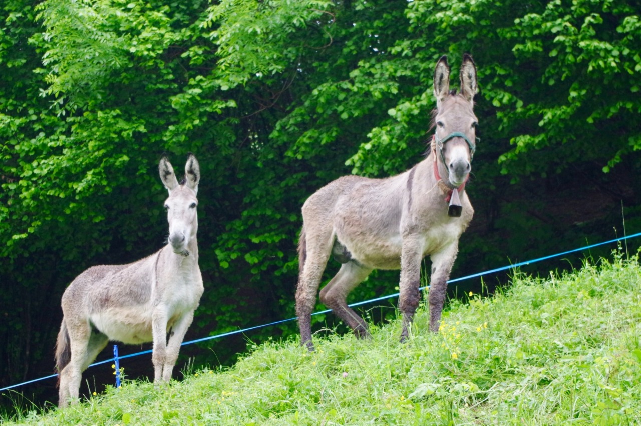 Tutti gli eventi del fine settimana (7 e 8 febbraio 2026) nelle nostre valli