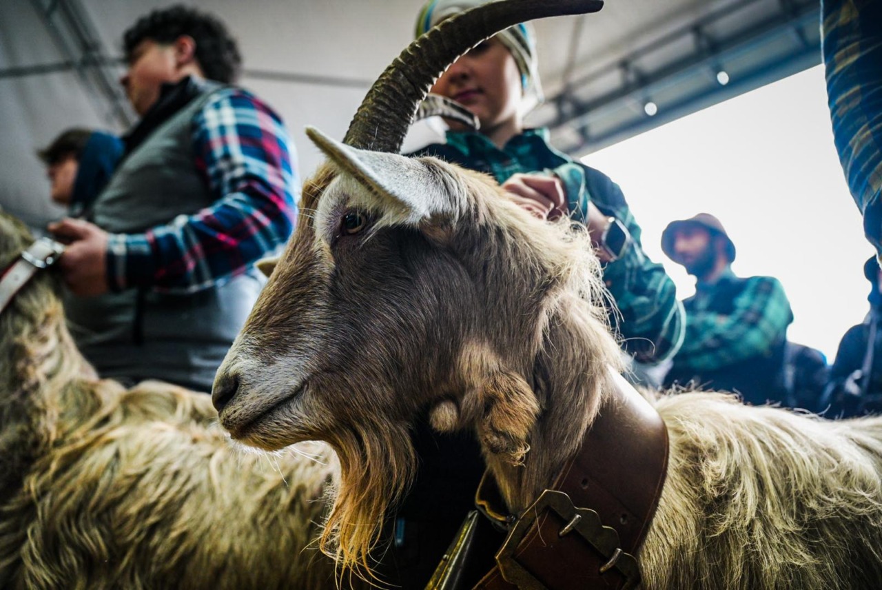 Capre, asinelli e futuro: ad Ardesio la montagna va in fiera