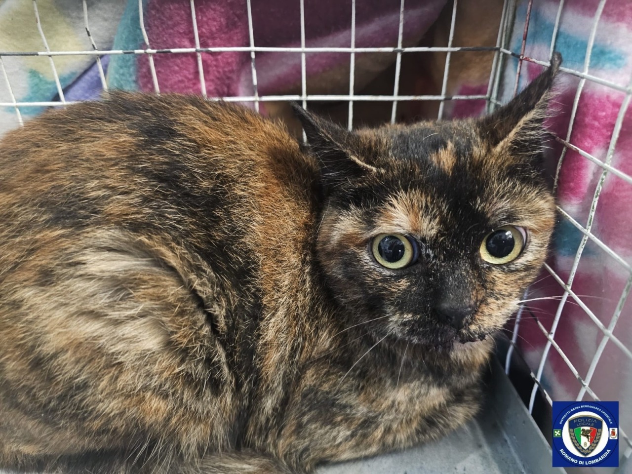 Gatto bloccato per oltre tre giorni in cima a un albero a Romano: salvato dai vigili del fuoco