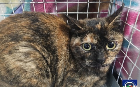 Gatto bloccato per oltre tre giorni in cima a un albero a Romano: salvato dai vigili del fuoco