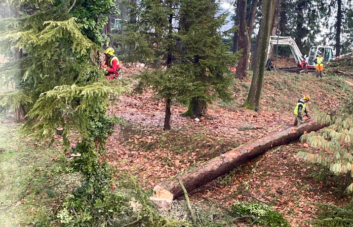 Tagli al polmone verde di Albino, residenti preoccupati: «Speriamo abbiano un piano di rimboschimento»