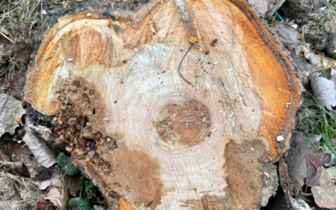 I ciliegi giapponesi lungo viale Lombardia a Torre Boldone sono stati abbattuti