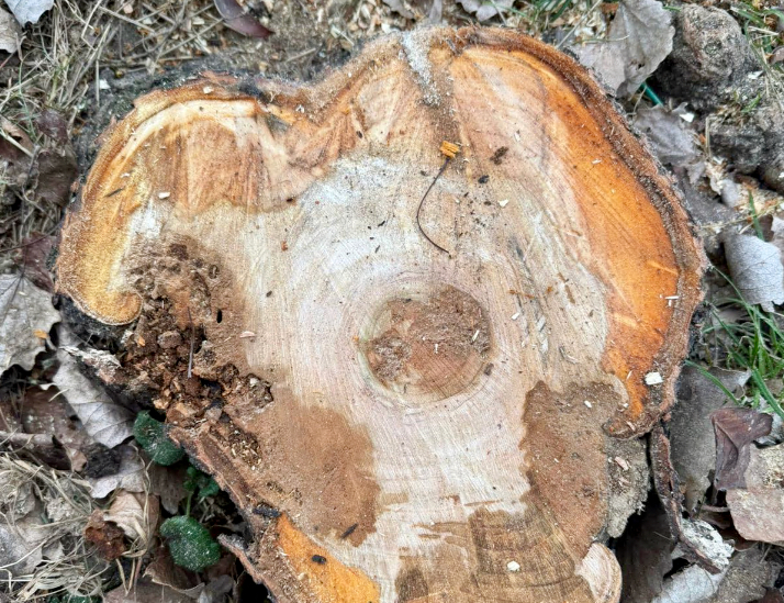 I ciliegi giapponesi lungo viale Lombardia a Torre Boldone sono stati abbattuti