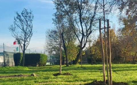 Tarlo asiatico, a Treviolo riparte il monitoraggio delle aree verdi (e anche dei giardini privati)