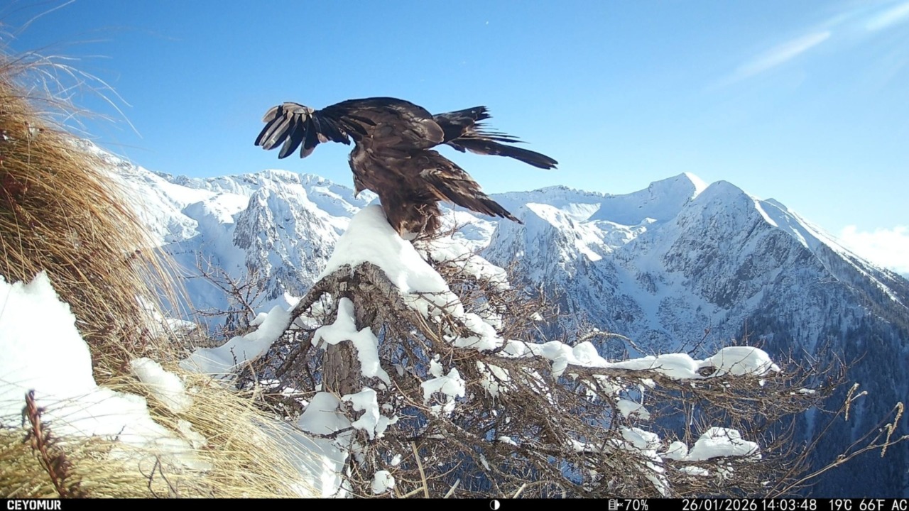 Lo spettacolo dell’aquila reale sulle Orobie in un video mentre spicca il volo