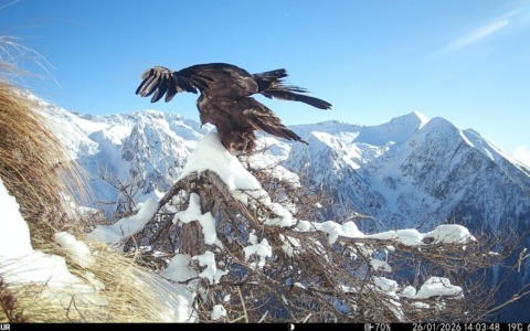 Lo spettacolo dell’aquila reale sulle Orobie in un video mentre spicca il volo