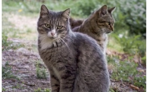 Enpa Bergamo gestirà l’oasi felina di Romano di Lombardia: in arrivo un intervento di riqualificazione