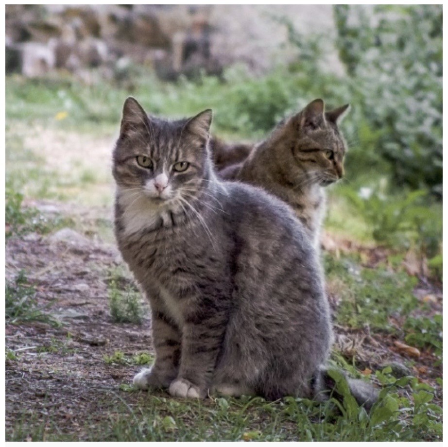 Enpa Bergamo gestirà l’oasi felina di Romano di Lombardia: in arrivo un intervento di riqualificazione