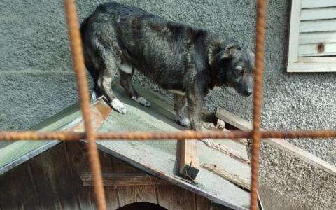 Viveva confinato in un recinto, senza mai uscire: il racconto del “salvataggio” del cane Flash