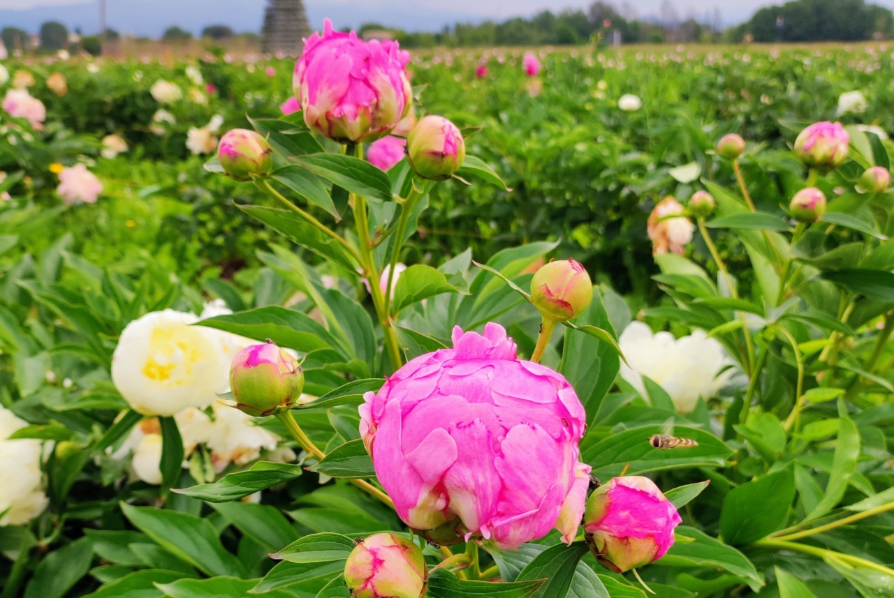 Tra i filari in fiore: a Bonate Sopra apre il campo delle peonie da raccogliere