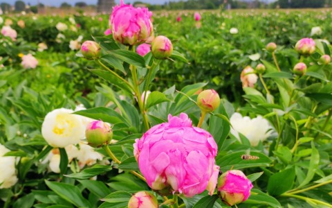 Tra i filari in fiore: a Bonate Sopra apre il campo delle peonie da raccogliere