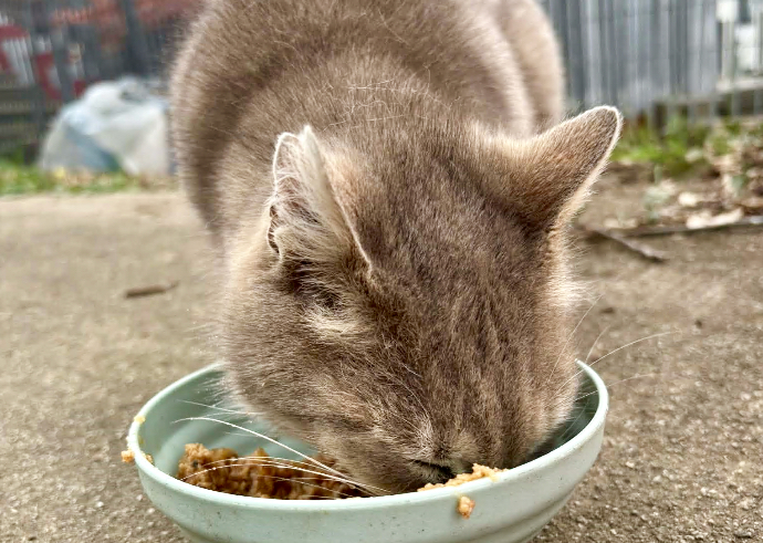 Via le ciotole col cibo per i gatti alla colonia felina di Azzano: «Chi lo ha fatto è un poveretto»