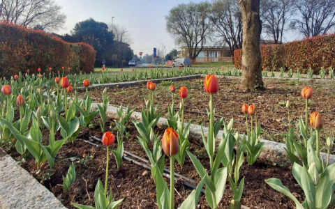 Con la primavera “sboccia” il verde a Stezzano: tanti investimenti da parte dell’Amministrazione