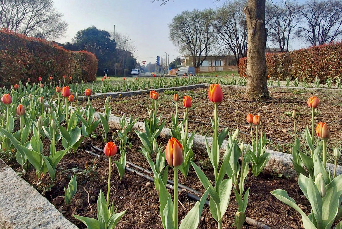 Con la primavera “sboccia” il verde a Stezzano: tanti investimenti da parte dell’Amministrazione