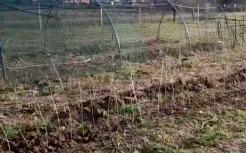 Lo strano mistero dell’uomo che danneggia le piante in un terreno agricolo a Levate