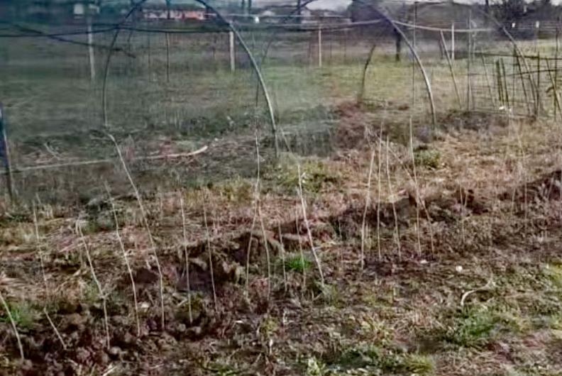 Lo strano mistero dell’uomo che danneggia le piante in un terreno agricolo a Levate